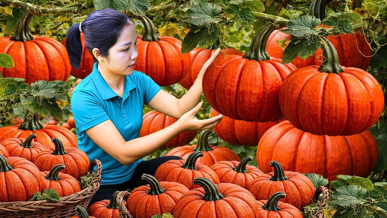 They harvested over 1000 kg of red pumpkins from the mountaintop 2000m high, to sell at the market