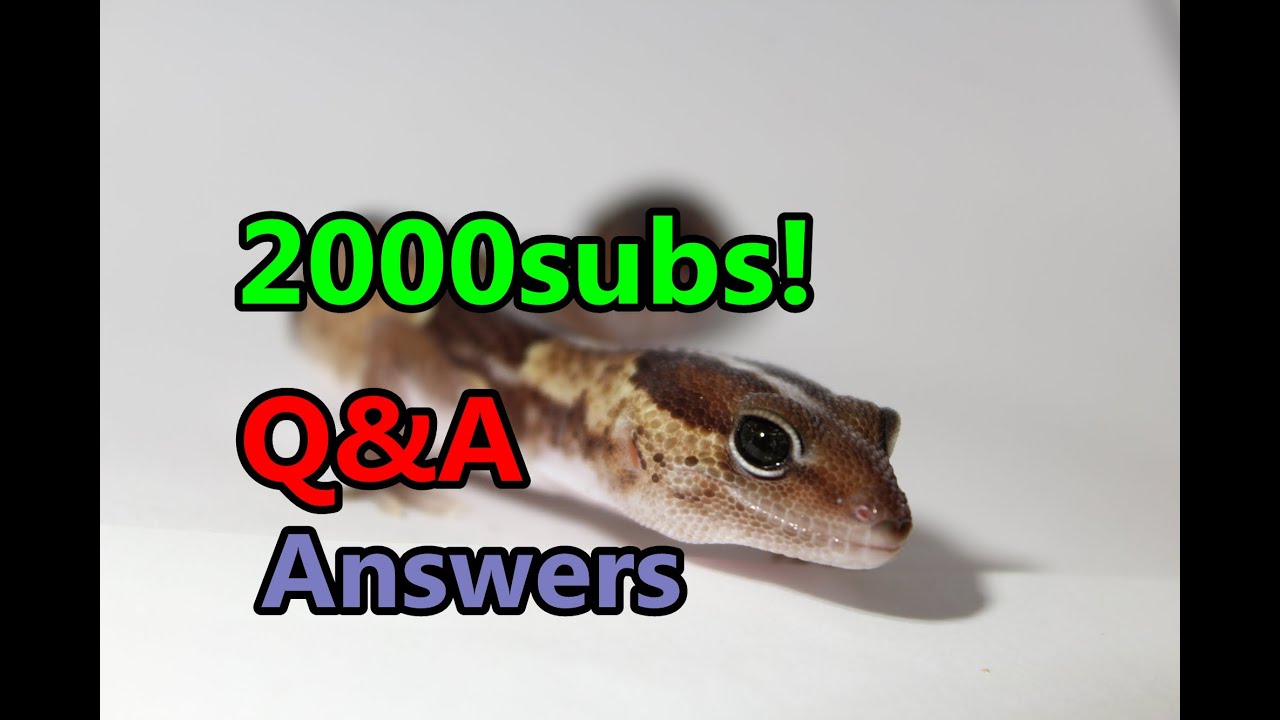 2000subs Q&A answers![HD]