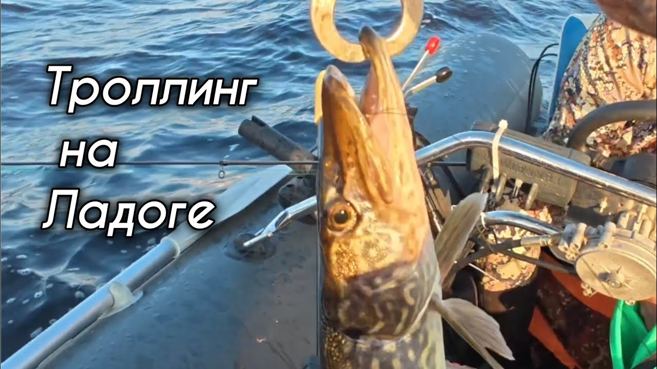 Рыбалка Ладога Троллинг сентябрь 2025