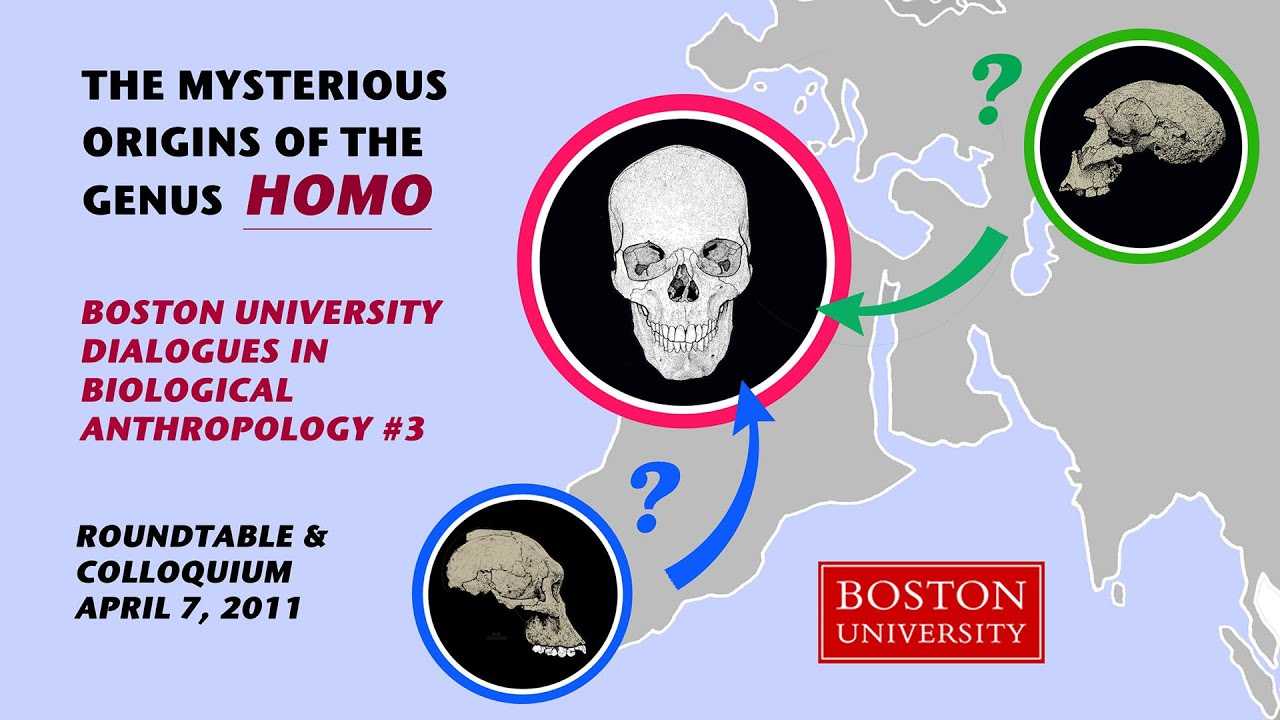 BU Dialogues in Biological Anthropology: The Mysterious Origins of the Genus Homo - Part 2