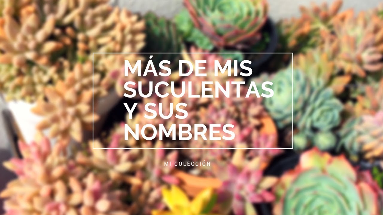 👩🏼‍🌾 4ta Parte de Mi Colección de Suculentas 💚 Nombres