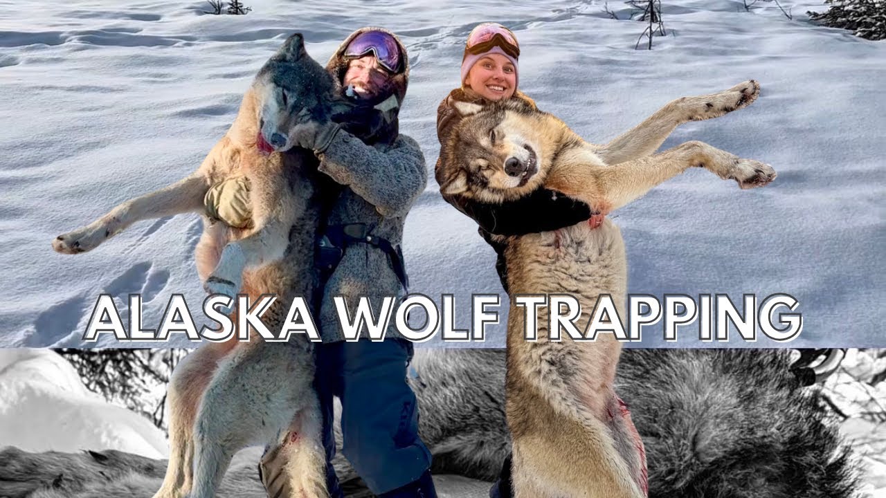 Wolf Sets in Alaska 