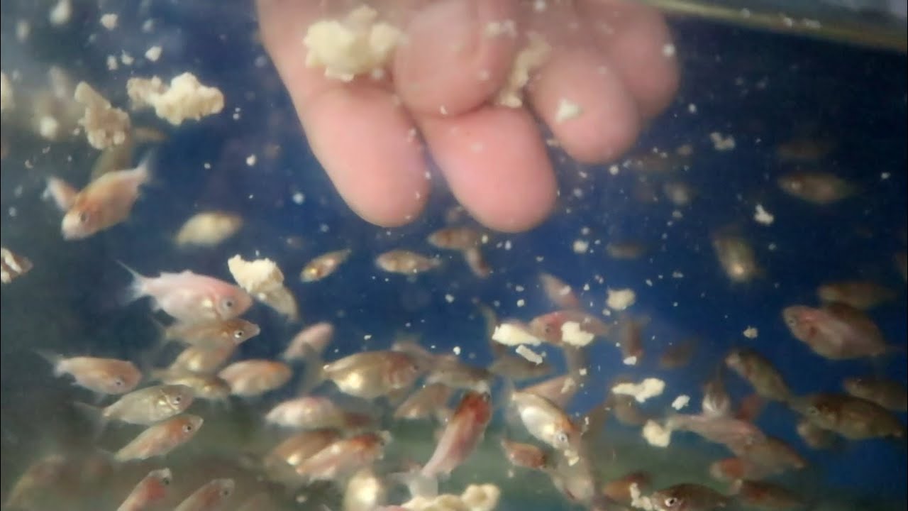 what i FEED to my GOLDFISH | fry to adult size