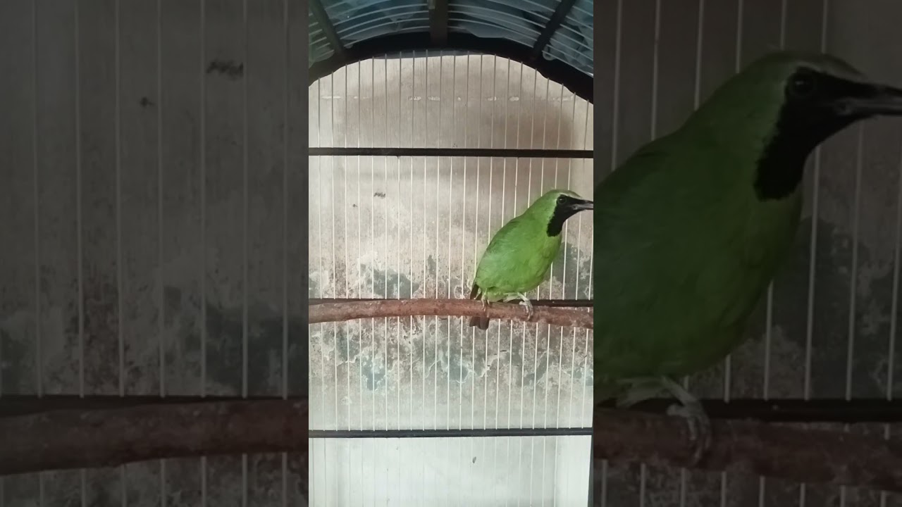 Suara Masteran Cucak Ijo #wildlife#kicaumania#burung#cucakijo#muraibatu#sriguntingabu#cucakcungkok