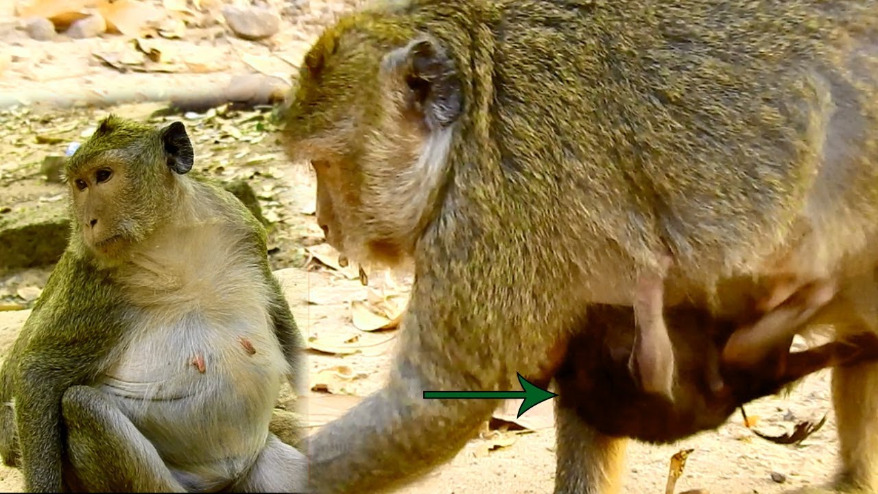 Monkey Maria Before & after Gave A New Birth Successfully, So Different Situation