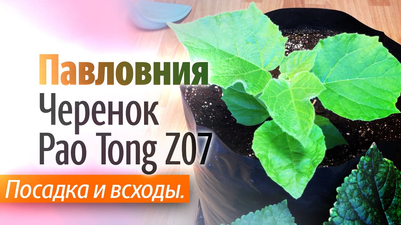 Посадка и первые всходы черенка Павловнии гибрид Pao Tong Z07.