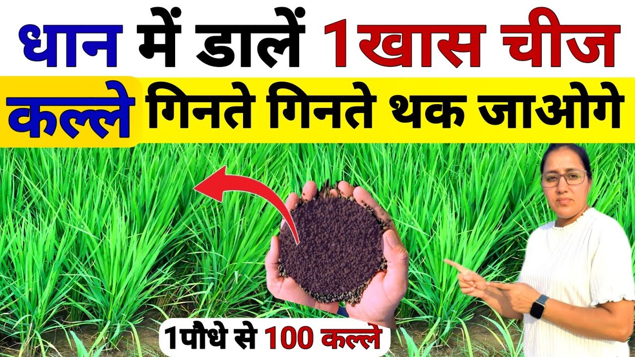 Dhan Me Kalle kaise badhaye | Dhan ki kheti | dhan me urea potash zinc khad | humic acid fertilizer