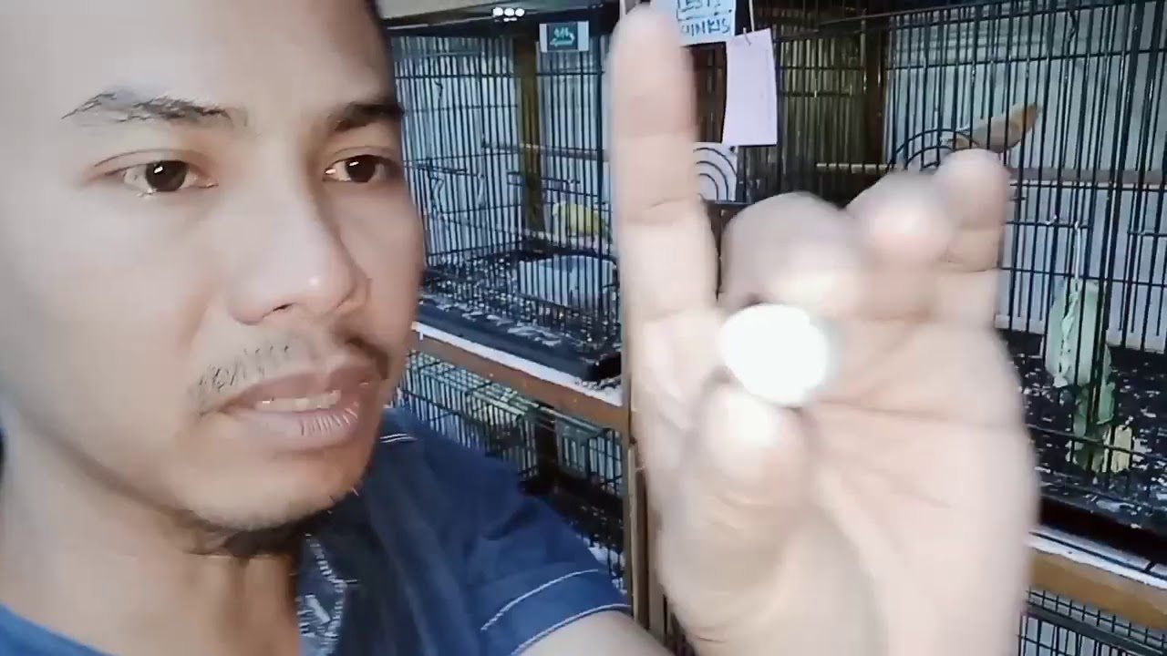 TIPS MENGATASI TELUR BELUM PECAH PADA SAATNYA MENETAS