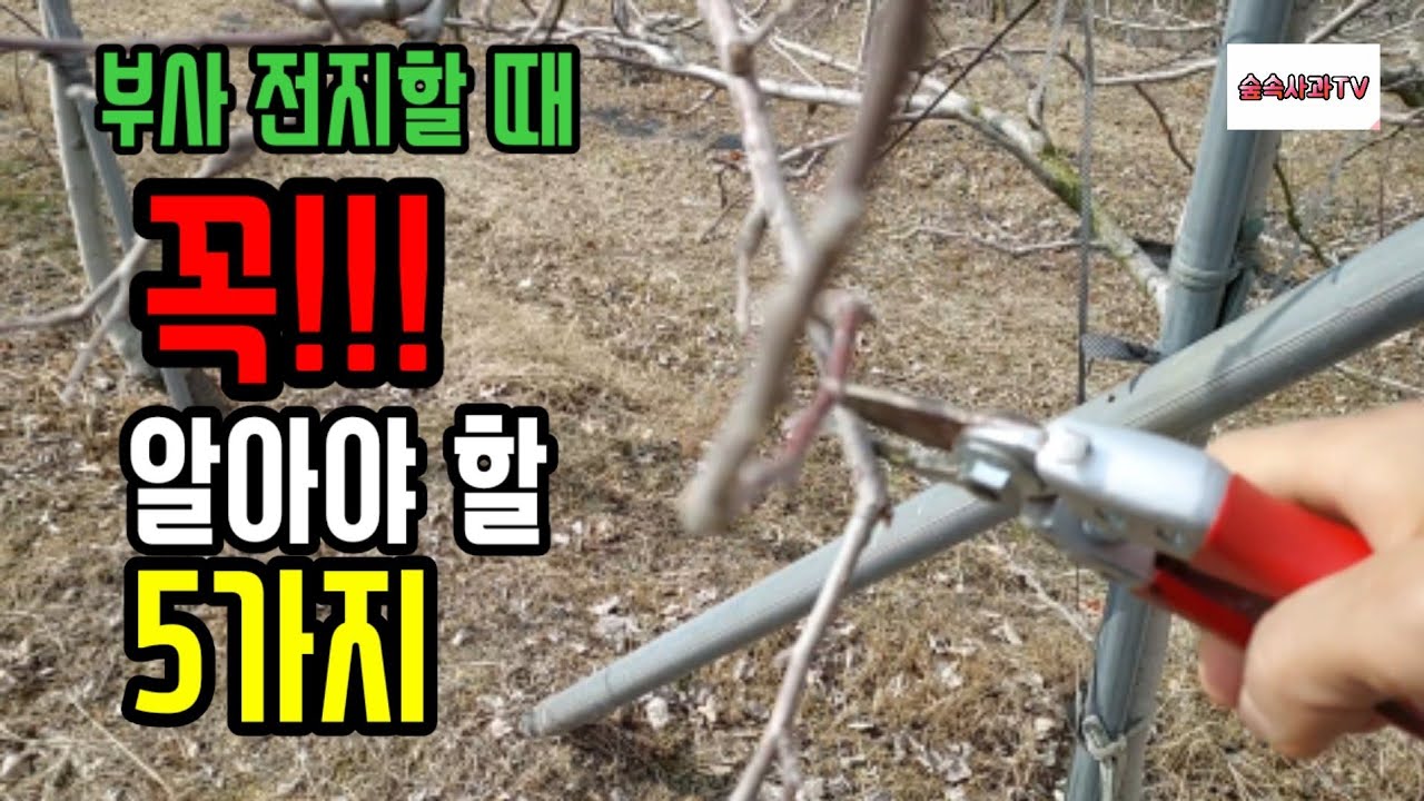 부사 전지할 때 5가지만은 알고 전지하세요