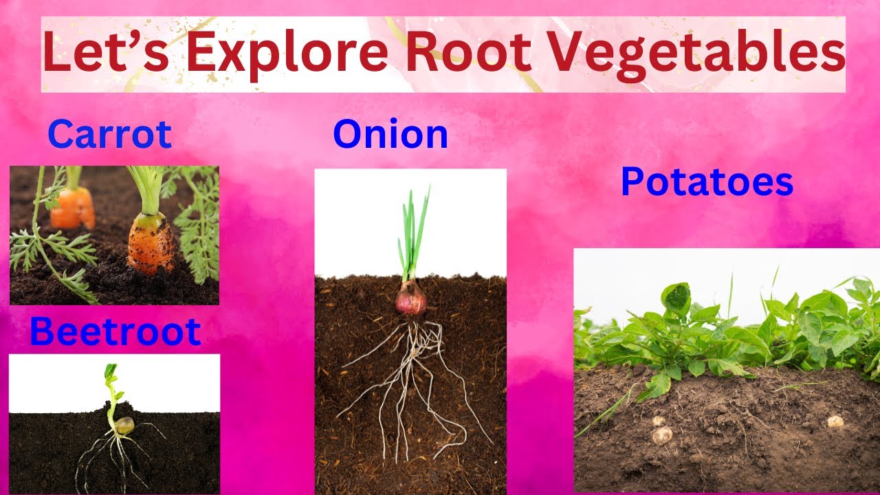 Vegetables that grow Beneath The Earth's Bounty : Exploring Root Vegetables !!!
