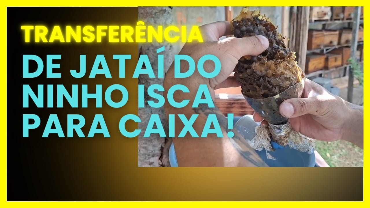 Aprenda transferir uma Colônia de abelha jataí para a caixa #Jataí #meliponário #preservação 