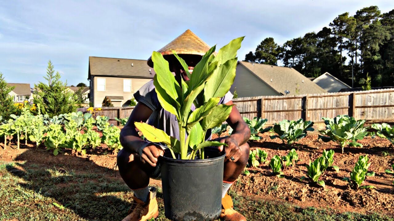 HOW TO GROW TURMERIC IN CONTAINERS AT HOME | HEALTH BENEFIT OF TURMERIC