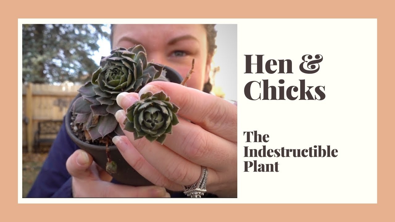 Hen and Chicks | Sempervivum plant care | The Indestructible Succulent