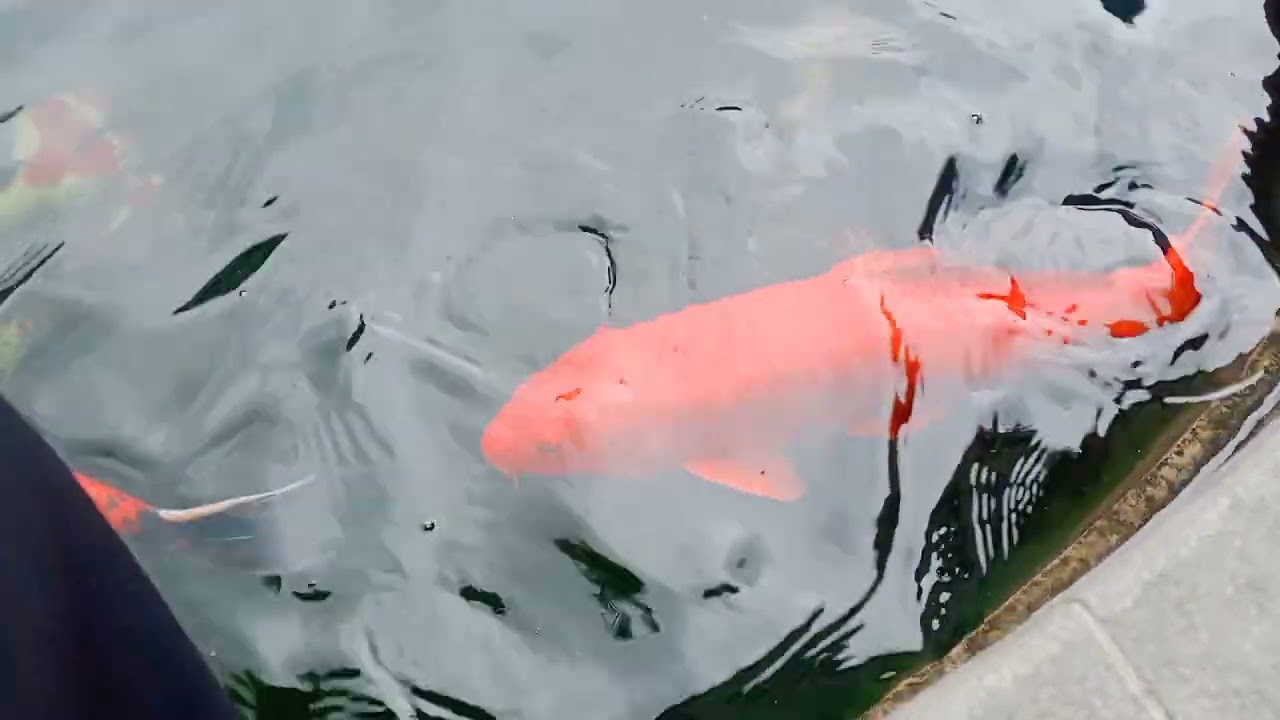 Ikan Koi Ikan Hias Kolam Summaba #ikanhias #ikankoi #koifish #koi #fish #ikankoidikolam #shortvideo