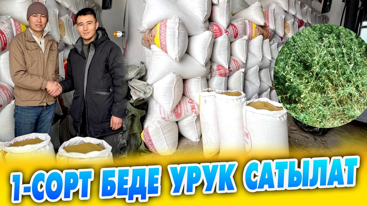 1-сорт БЕДЕ УРУК дүң жана чекене баада САТЫЛАТ ~ Сапатына кепилдик бар 95% өнөт