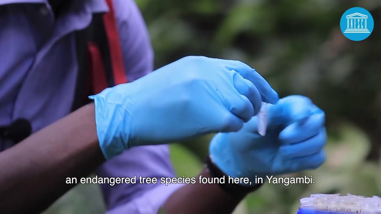 Yangambi Biosphere Reserve: more than 30 years of research