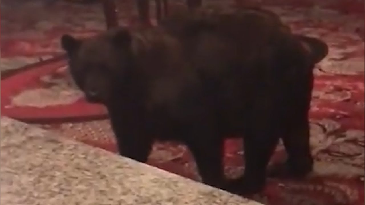 Watch this bear wander through the lobby of the Stanley Hotel