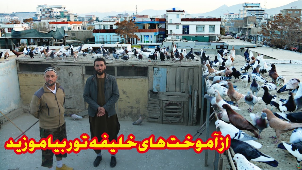 از آموخته های خلیفه تور بیاموزید || بزرگترین خیل کفتر در کابل The biggest pigeons farm in kabul ||