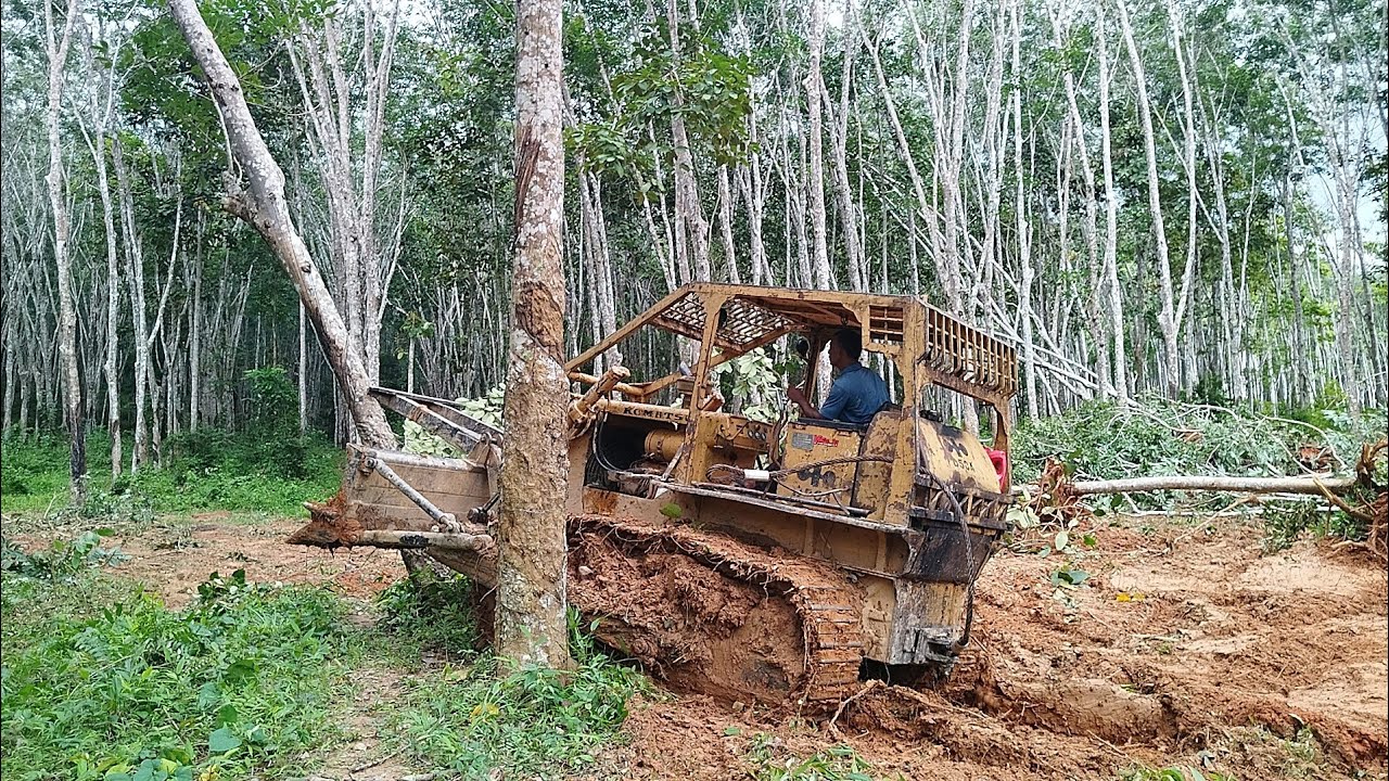 นานแล้วไม่ได้เจอ! รถแทรกเตอร์ D50A สายเนิบ! ล้มลากไม้ใหญ่ 27 ไร่ ต้นๆได้แรงอก