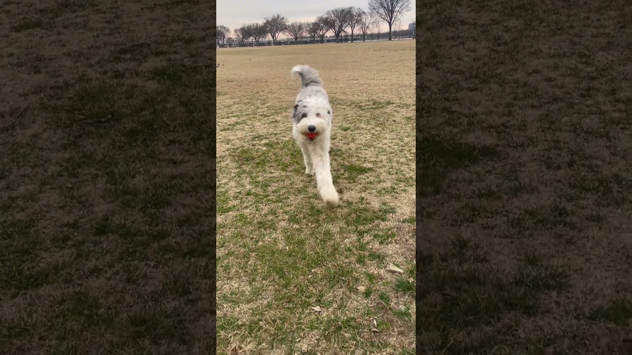 My baby is all grown up 😭 #sheepadoodle #sheepadoodlepuppy #puppy #dog
