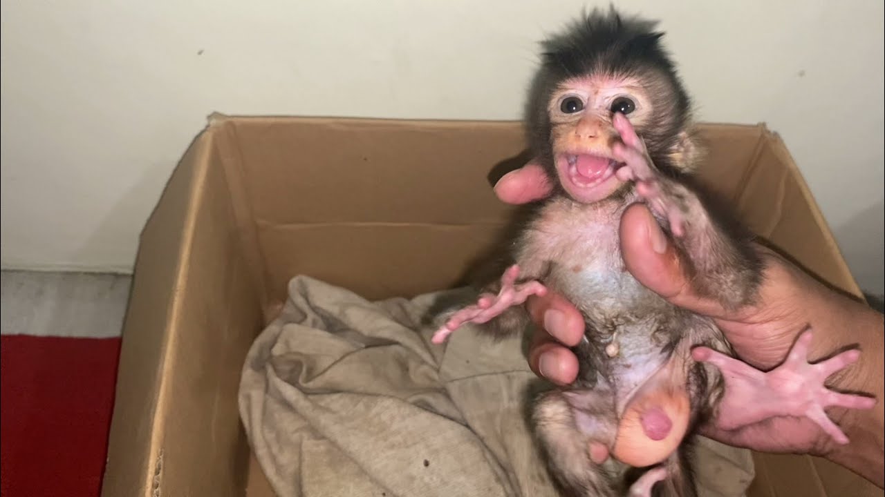 PO0R NEWBORN BABY MONKEY BATH