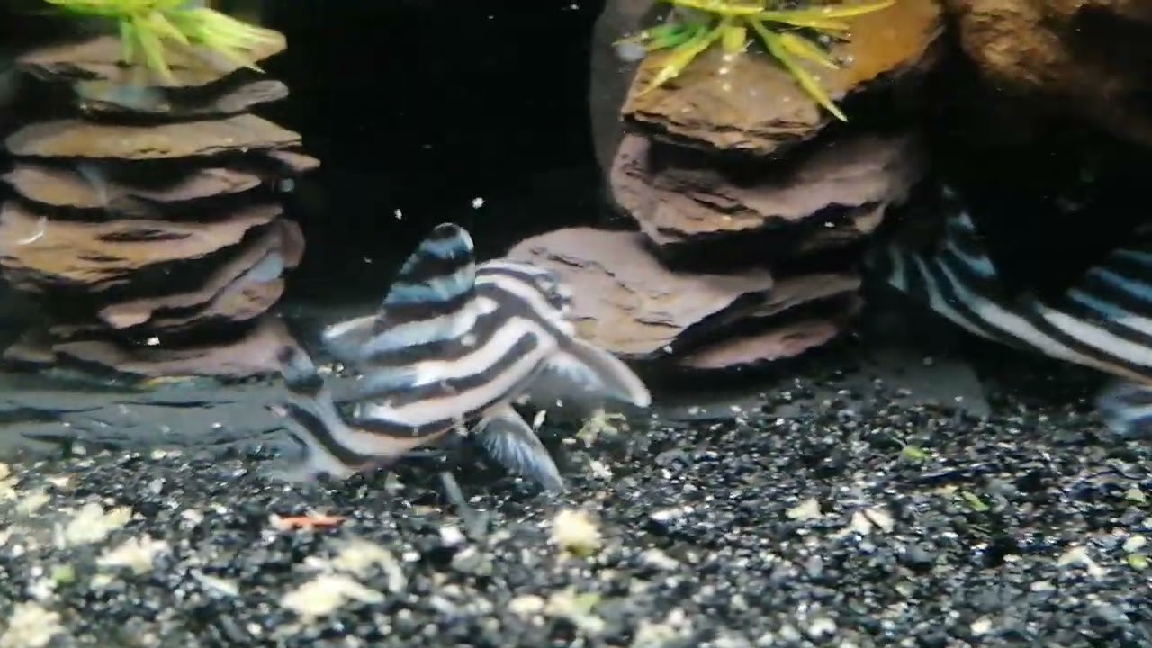Zebra pleco Mk1 tank at feeding time. 