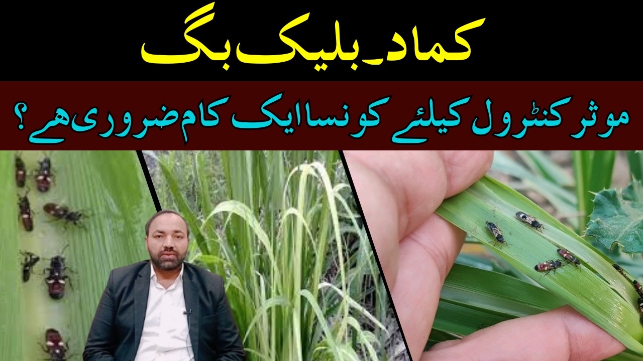 How to Control Black Bug of Sugarcane | Cyber Agri Extension |