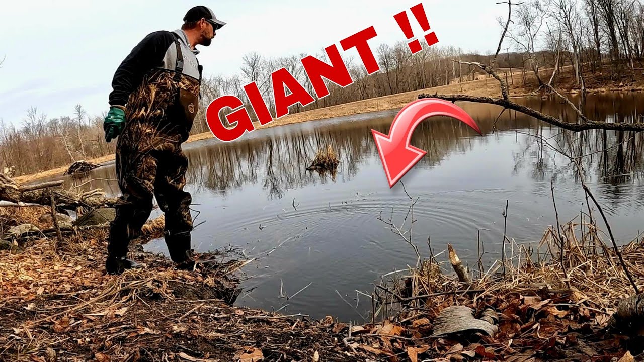 We Got Revenge on these GIANT Beaver