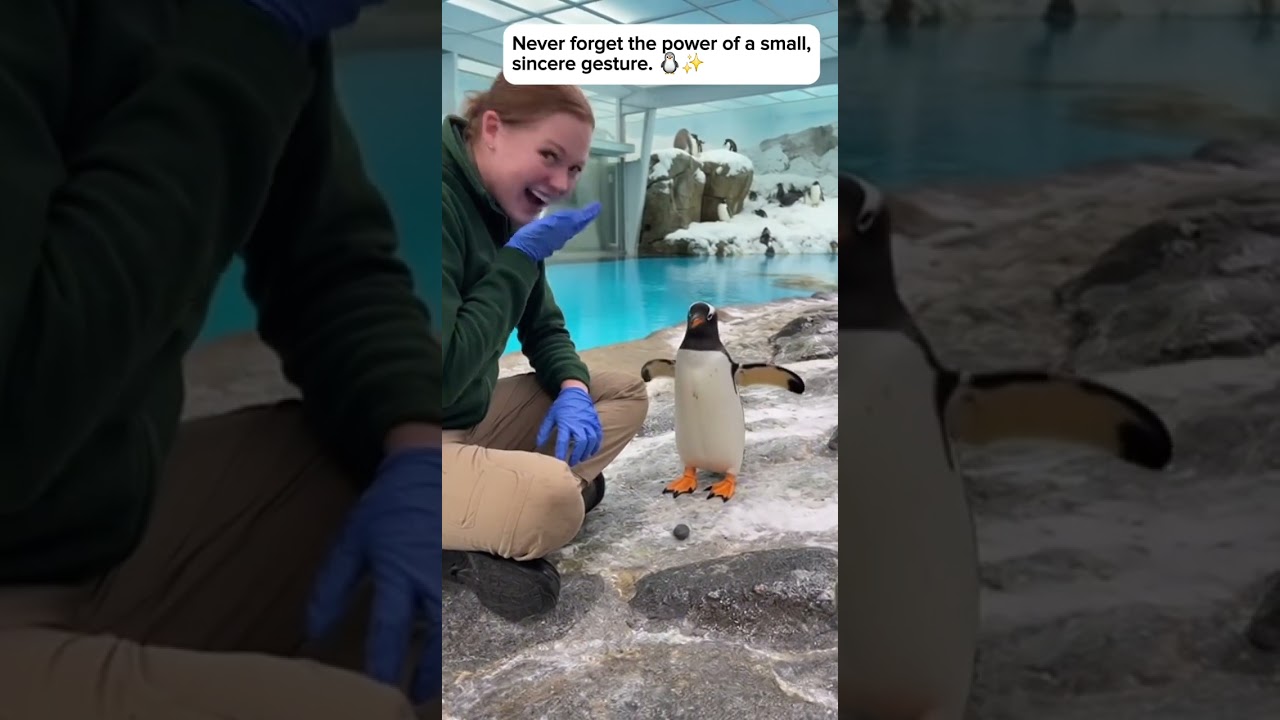 Gentoo penguins are famous for giving rocks to each other as part of their courtship to build a nest