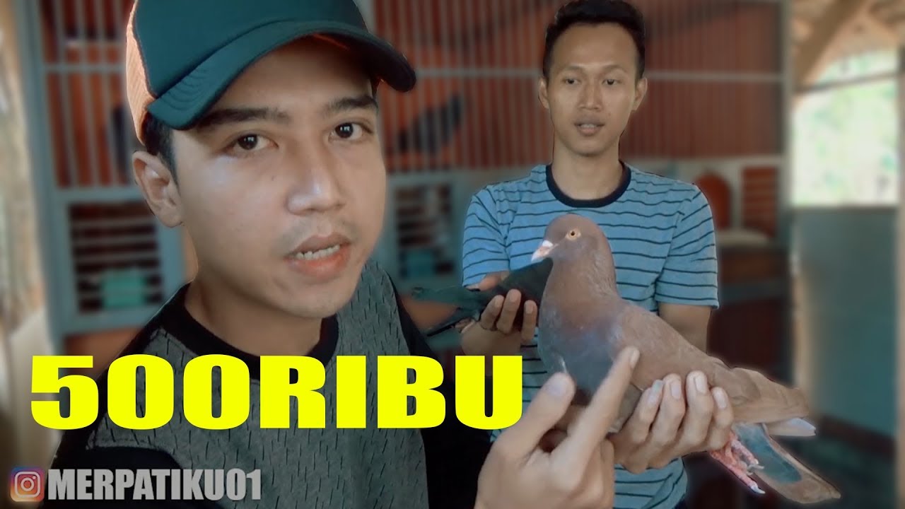 GREBEK KANDANG DEVAN redaffa