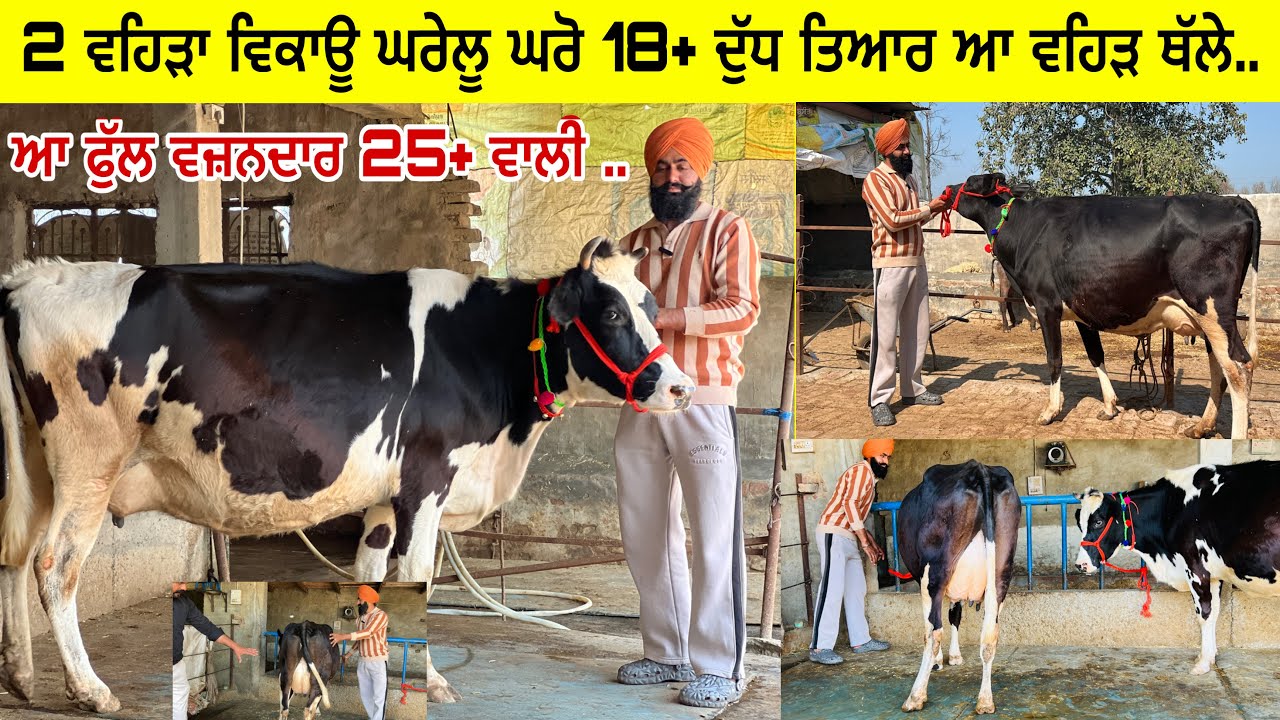 ਸਰਬਜੀਤ ਕੋਲ 2 ਵਹਿੜਾ ਵਿਕਾਊ 1 ਸੂਈ ਵਹਿੜ ਥੱਲੇ 18 ਕਿੱਲੋ ਦੁੱਧ ਮੁੱਲ ਬਿਲਕੁਲ ਜ਼ਾਇਜ ਪਿੰਡ ਸ਼ਬਾਜ਼ਪੂਰ 