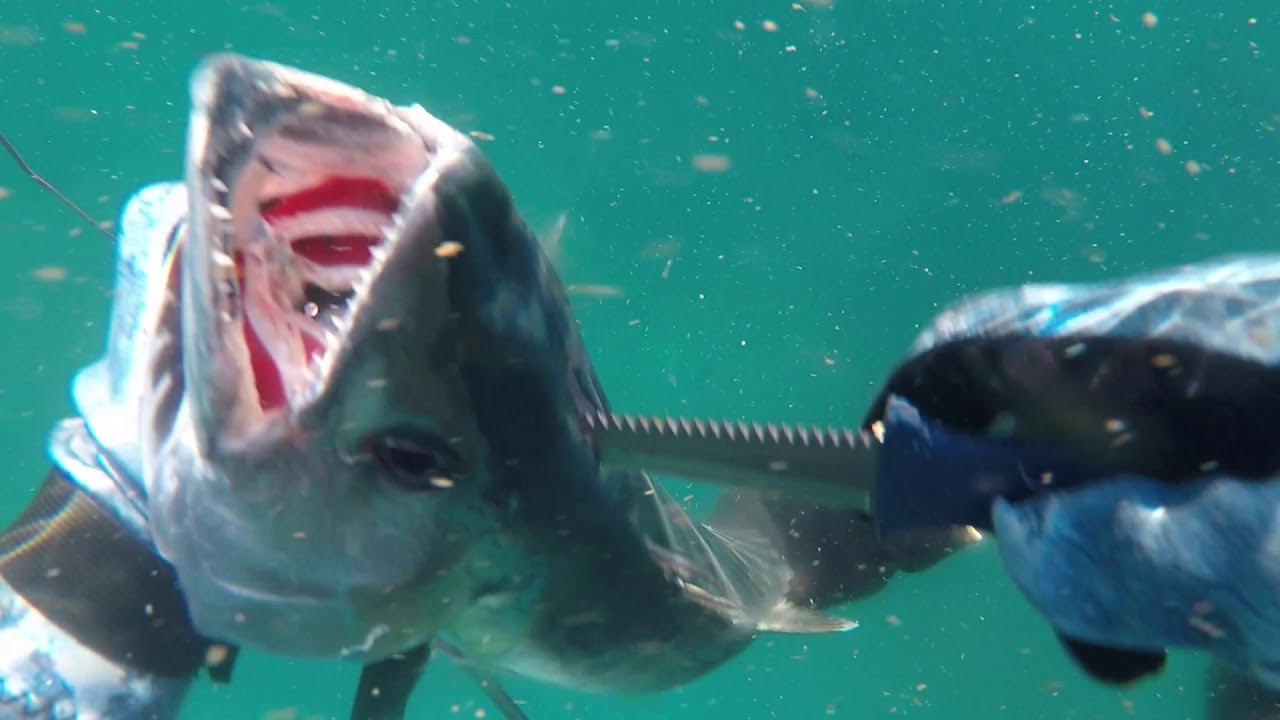 spearfishing wollongong pt 2