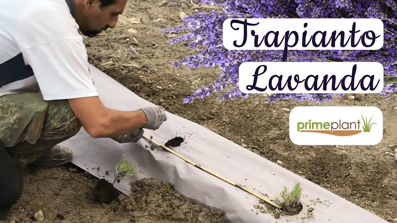 Tutorial trapianto piantine lavanda da vaso a terra con pacciamatura naturale