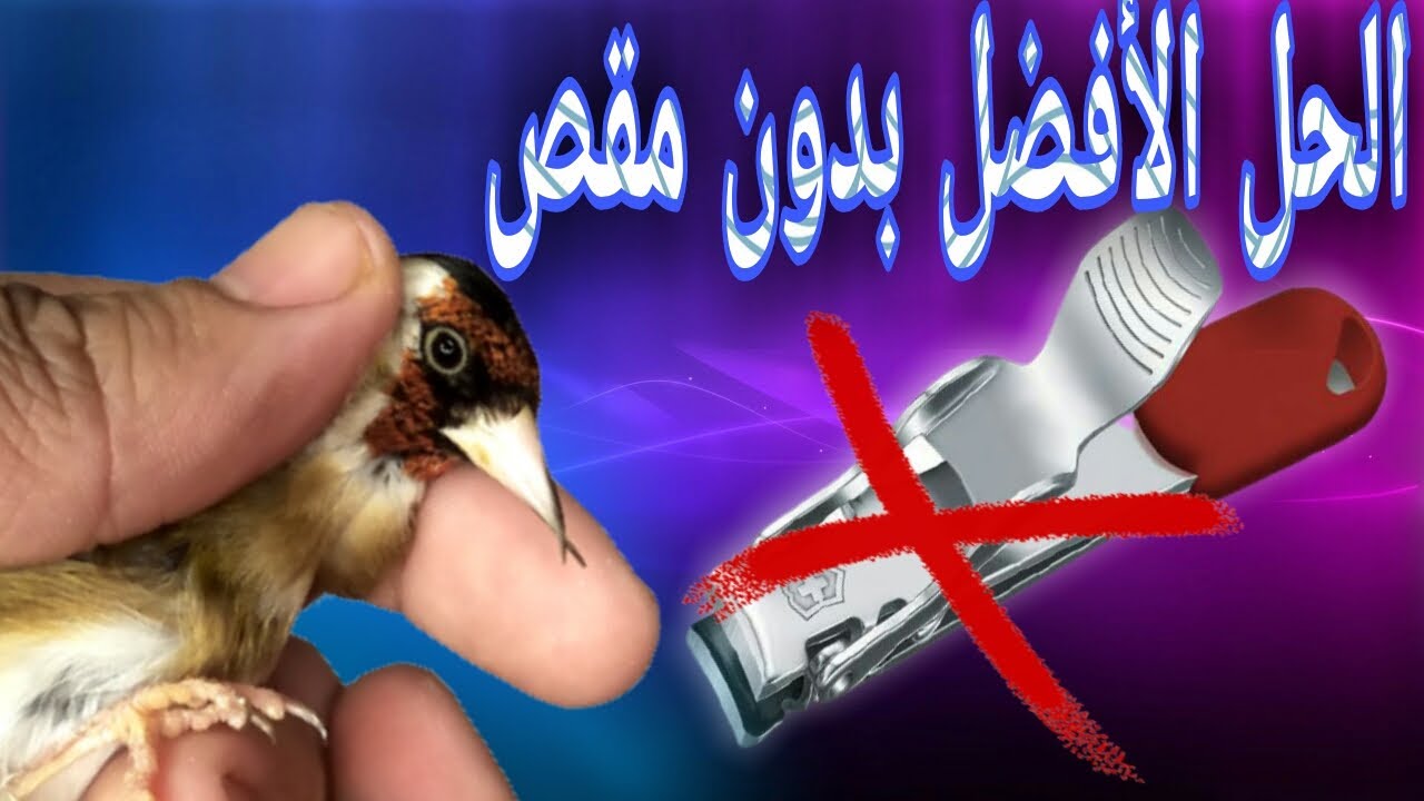 علاج تشوه (عوجاج) منقار الحسون بطريقة بسيطة