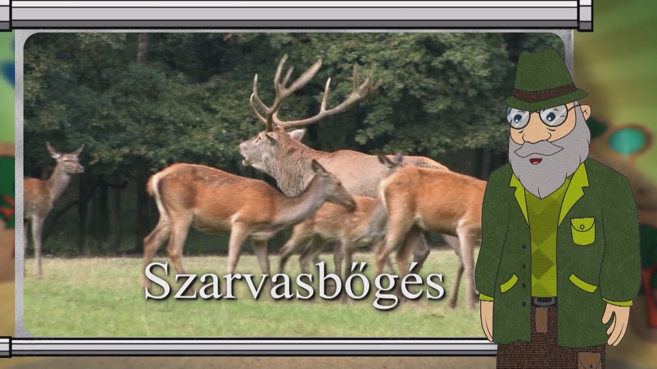 Erdő Ernő bácsi meséi - Mi az a szarvasbőgés?