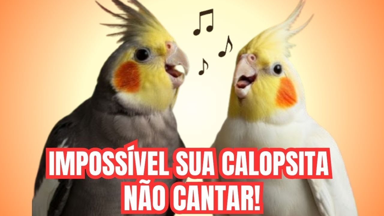 🎶 Fam&iacute;lia de Calopsitas Cantando e Brincando &ndash; Cantos Reais para estimular sua calopsita cantar