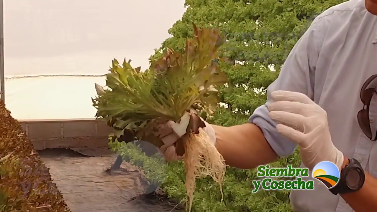 SIEMBRA Y COSECHA TV: Producción de lechugas en hidroponia - parte 1
