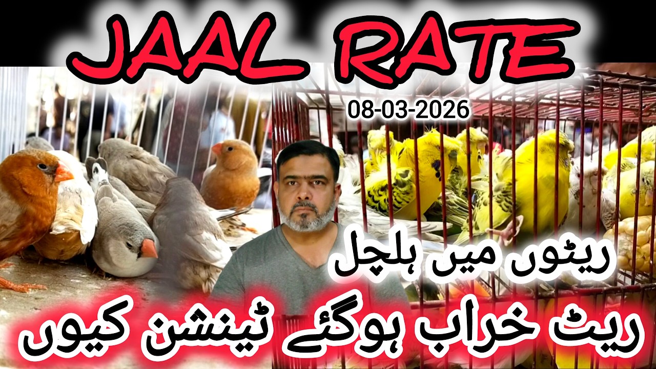 Jaal Rate 08-03-2026 | Birds Prices in Pakistan | Lalukhet Birds Market | Cheapest Birds Market