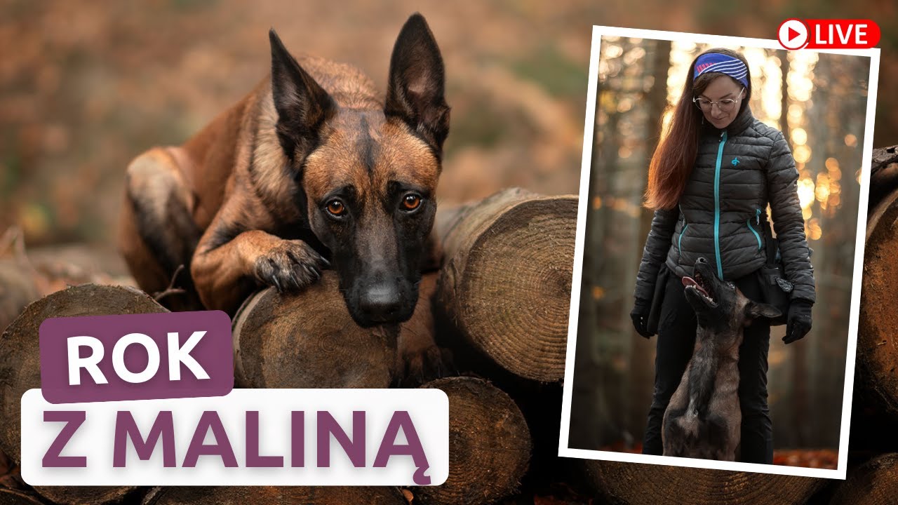 Owczarek Belgijski Malinois - 1 Rok Życia z Maliną | Update po roku