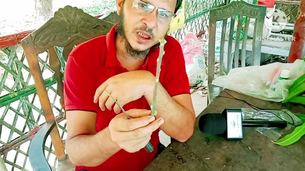আমের সায়ন নির্বাচন ও সংরক্ষণ নিয়ে বিস্তারিত আলোচনা। পাশাপাশি তিন চার দিন কি ভাবে রাখবেন সেটা দেখেন।