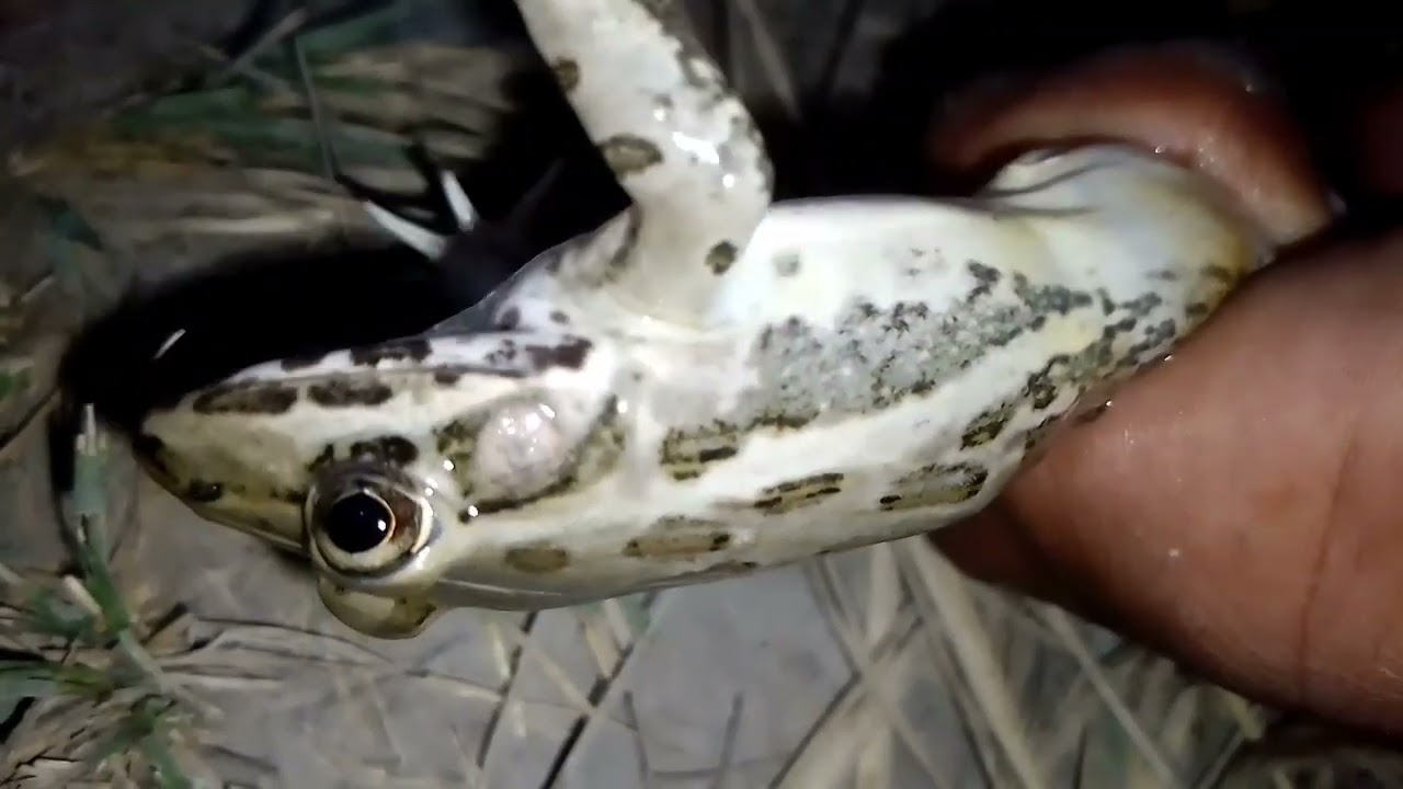 Bullfrog rainbow frog frog sound