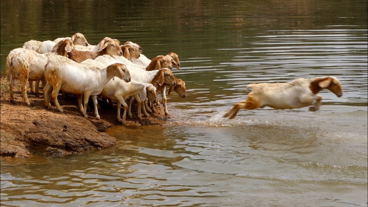 Sheeps swimming, Lake crossing, Sheeps jumping into the river