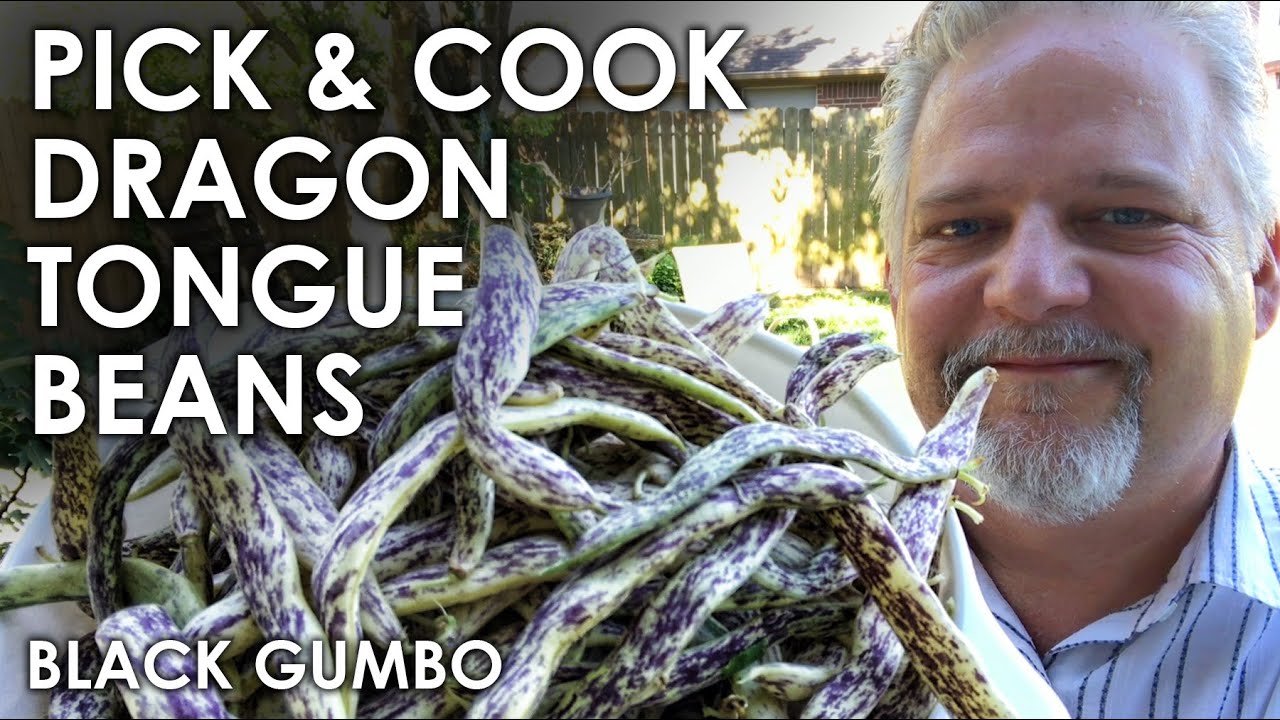 Pick & Cook: Dragon Tongue Beans || Black Gumbo