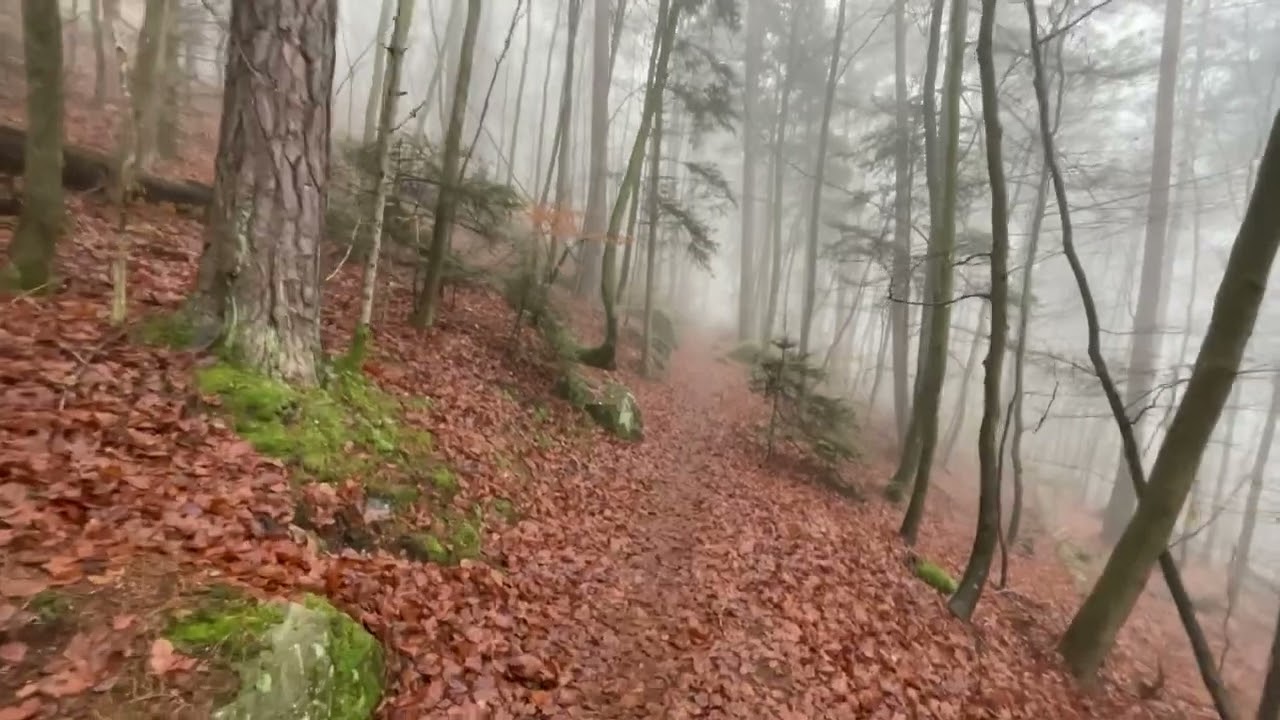 I'm lost in the forest !