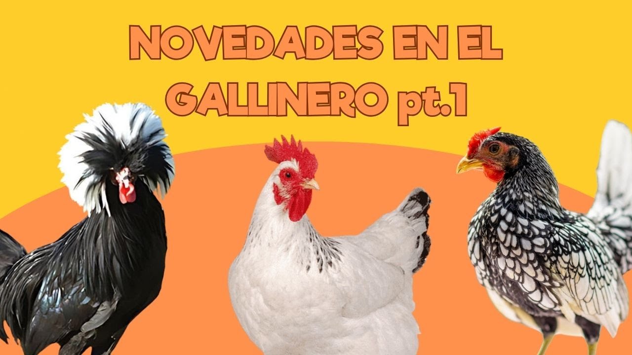 Viviendo en un Zoo: Novedades en el gallinero pt.1 | Santillana del Mar