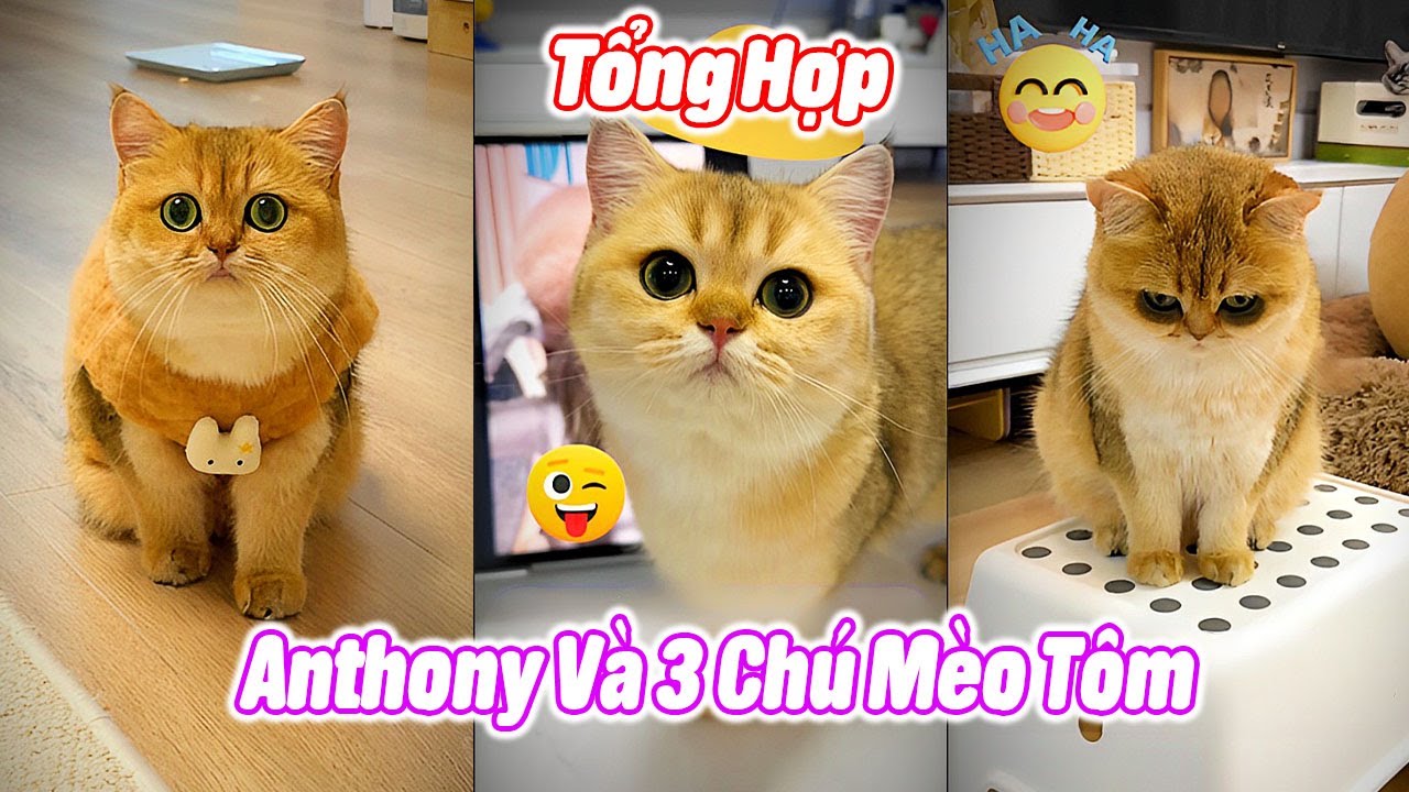 Tổng Hợp Anthony V&agrave; 3 Ch&uacute; M&egrave;o T&ocirc;m P1#th&uacute;cưng #vậtnu&ocirc;i #ch&oacute;m&egrave;oh&agrave;ihước #funny #pets #cat #cute