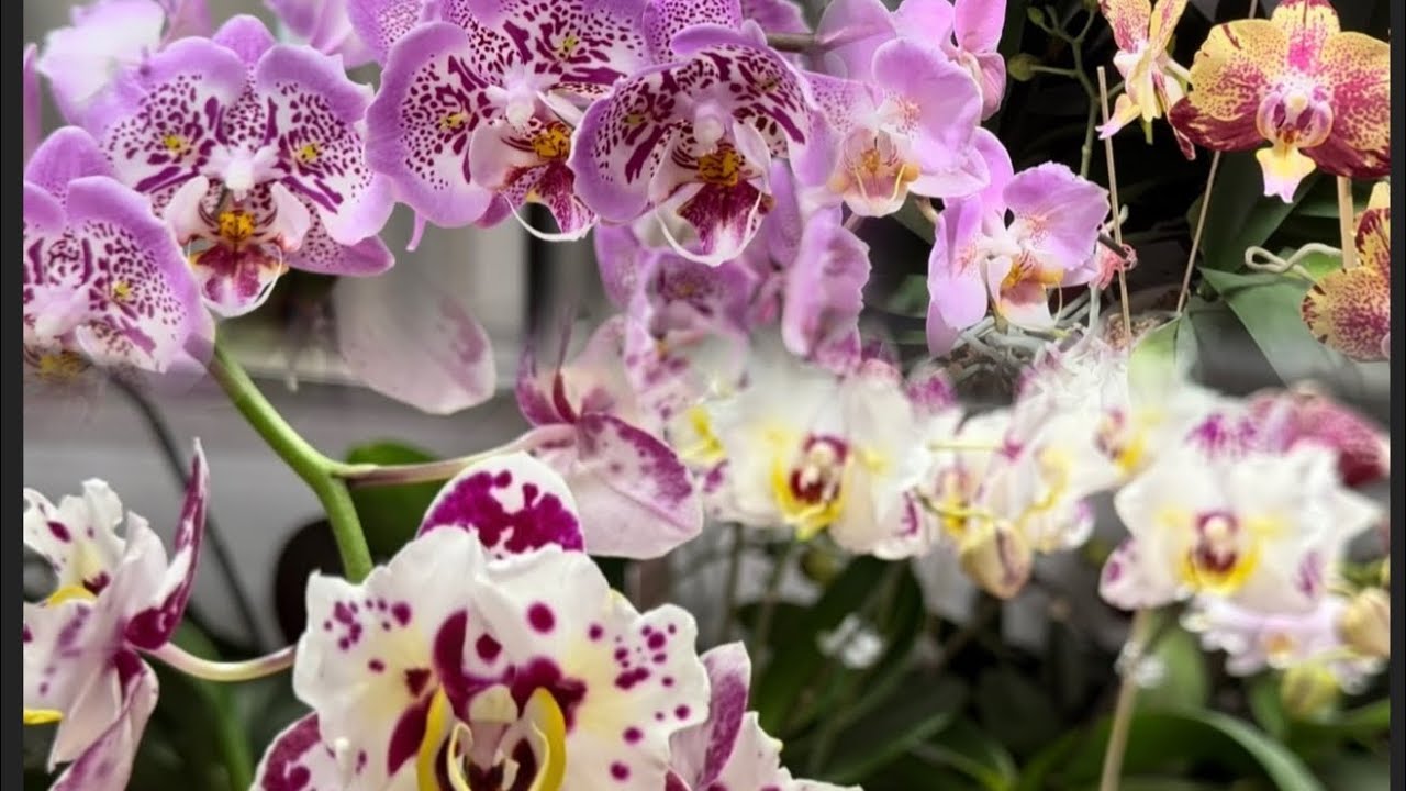 Phal. Marrakesh, Bellicose🦋, Cupid spirit🦋, Jillion🦋, Fantom, Cadillac🦋, Purple dust🦋