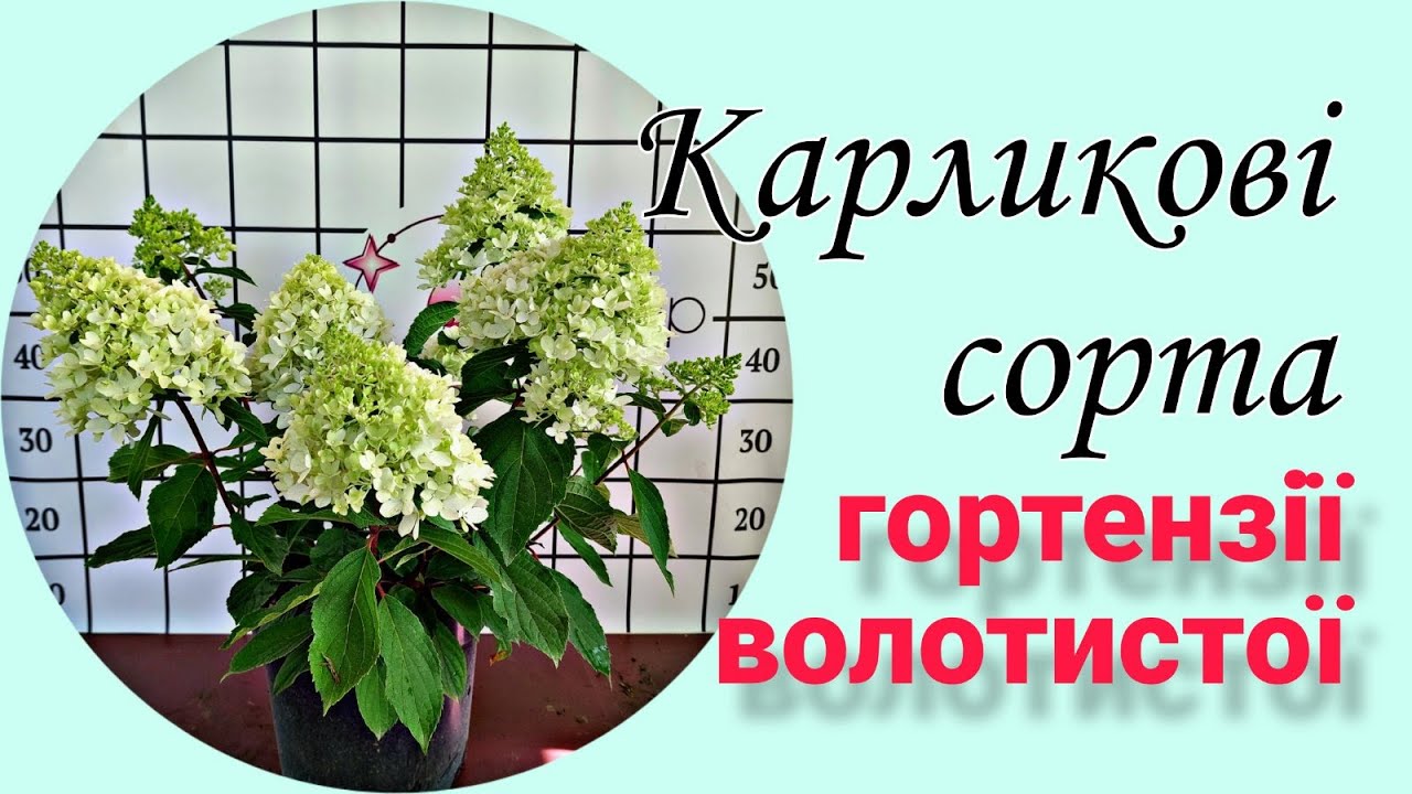 Карликові волотисті гортензії для вирощування у горщику