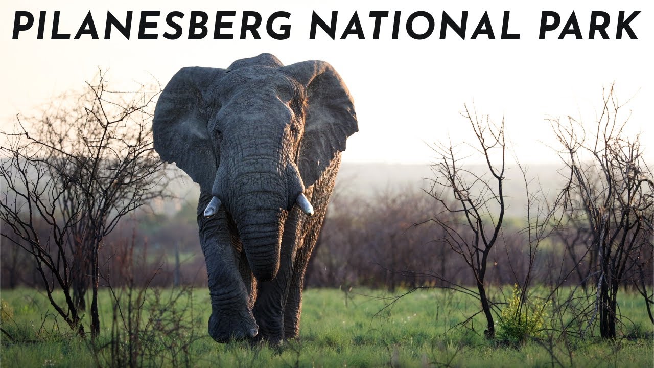 A Spontaneous Safari | Pilanesberg National Park