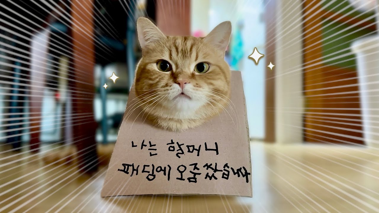 (긴급) 둘째입양.. 그리고 오줌싼 첫째 금쪽이😭ㅣ고양이 브이로그